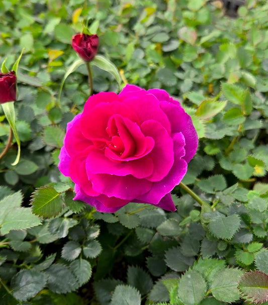 ROSA SHOWPIECE `PURPLE`