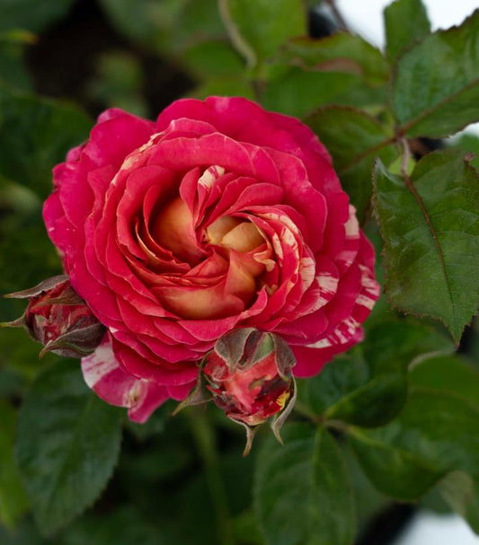 ROSA `WINNING STREAK`