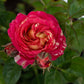 ROSA `WINNING STREAK`