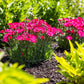 DIANTHUS GLAMOUR TIME™