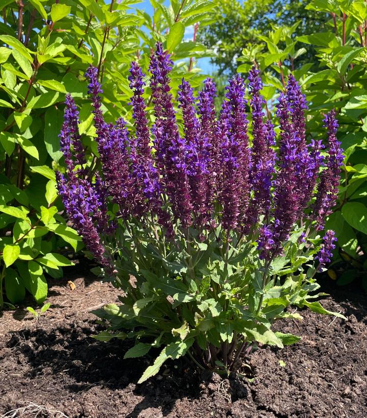 SALVIA PERPETUAL PURPLE™