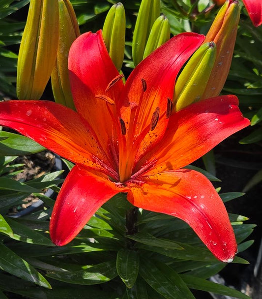 LILIUM FANTASIATIC `RED`