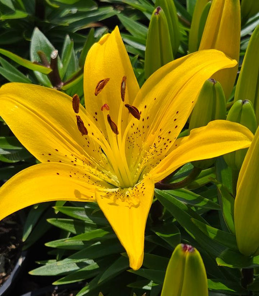LILIUM FANTASIATIC `YELLOW`