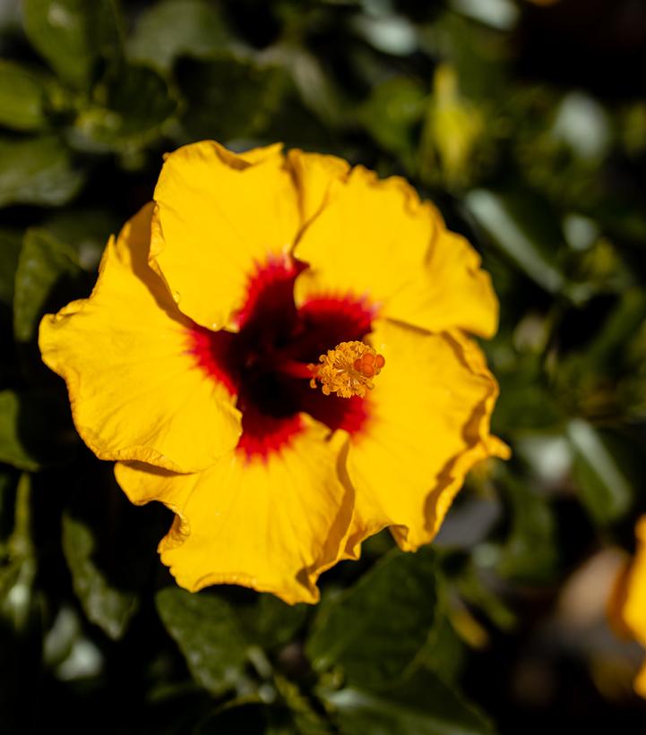 HIBISCUS HOLLYWOOD HIBISCUS® RICO SUAVE™