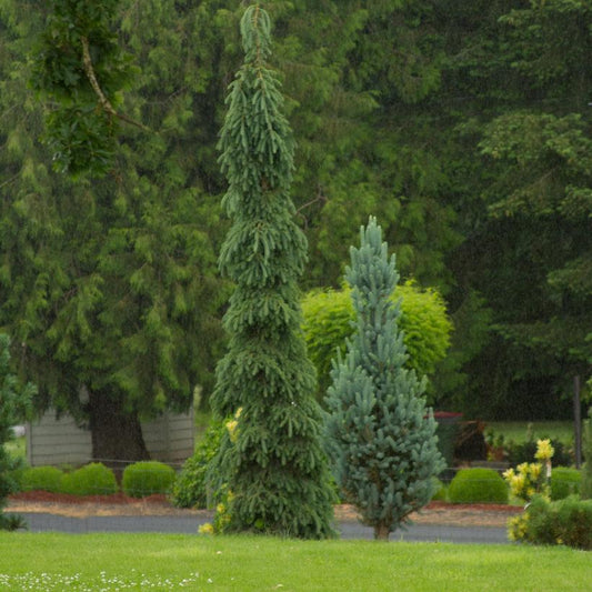 PICEA GLAUCA `PENDULA`
