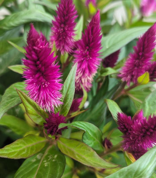 CELOSIA `INTENZ DARK PURPLE` - 6`` POT