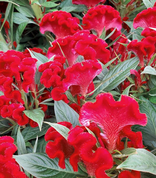 CELOSIA `TWISTED RED CURRANT` - 6`` POT