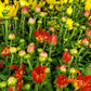 MUMS 3-COLOR COMBO
