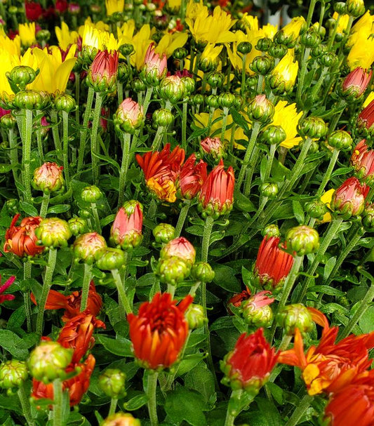MUMS 3-COLOR COMBO