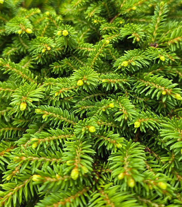PICEA ABIES `LITTLE GEM`-Norway Spruce