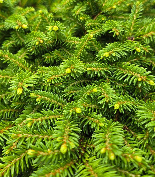 PICEA ABIES `LITTLE GEM`-Norway Spruce
