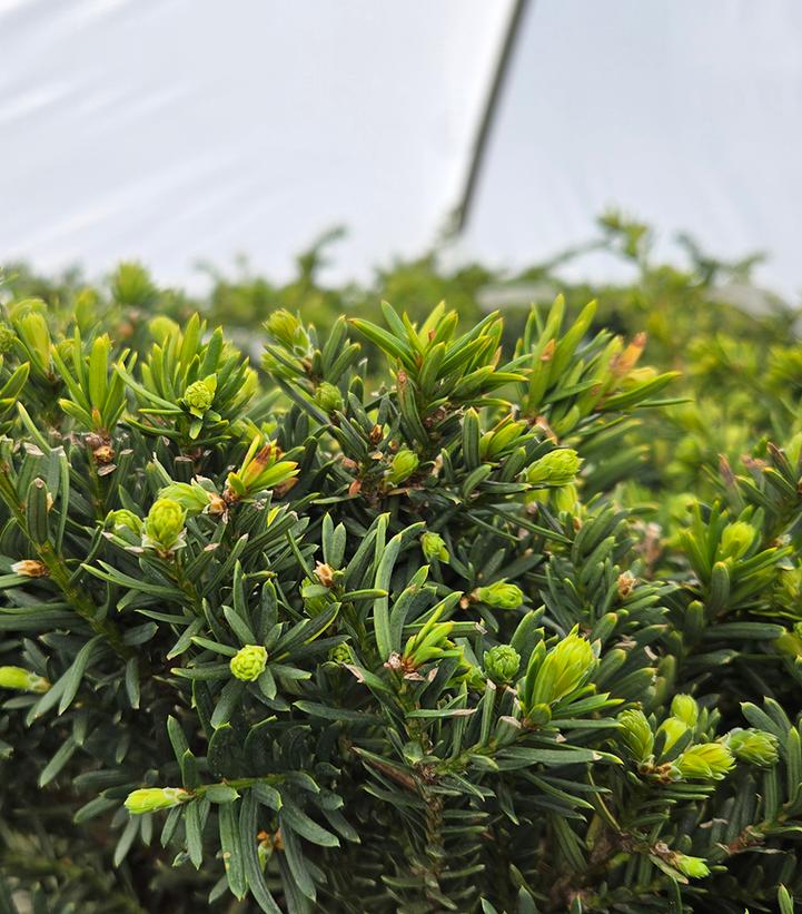 TAXUS X MEDIA `EVERLOW`-Anglojap Yew; Hybrid Yew