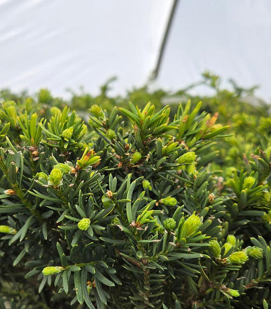 TAXUS X MEDIA `EVERLOW`-Anglojap Yew; Hybrid Yew