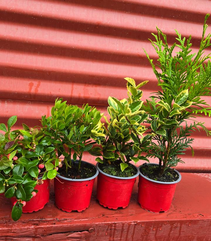 Holiday Grinchmas - Ilex 'Shamrock'-Inkberry Holly