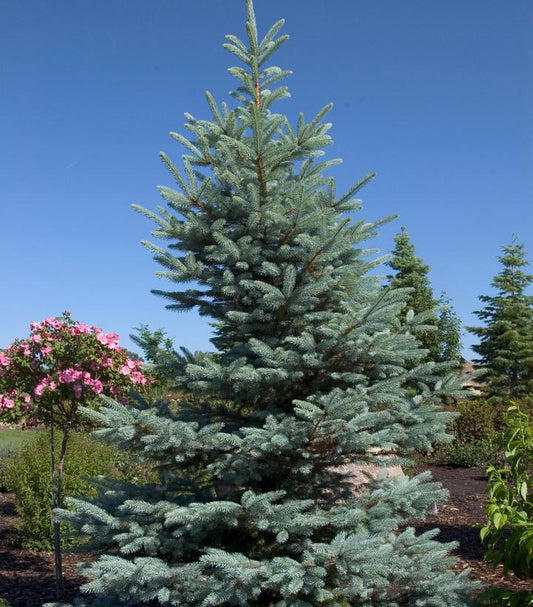 PICEA pung. Fat Albert-Colorado blue spruce