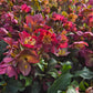 HELLEBORUS HGC® ICE N` ROSES®`RED`