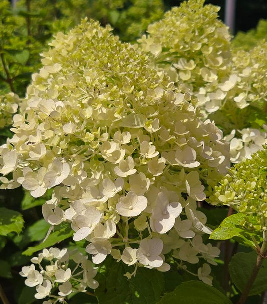 HYDRANGEA PAN. `PANDORA`