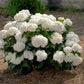 HYDRANGEA M `E.S.DREAMCLOUD`