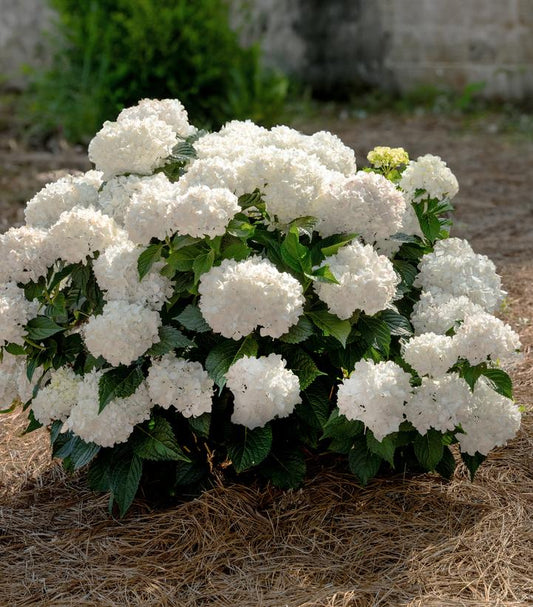 HYDRANGEA ARB. INCREDIBALL `STORM PROOF`