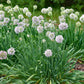 ALLIUM `BOBBLEHEAD`