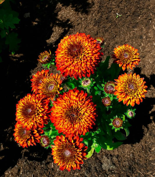 RUDBECKIA HIRTA SOLAR SISTERS™