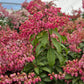 PIERIS JAP. ENCHANTED FOREST `IMPISH ELF`