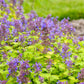NEPETA `LEMON PURRFECTION`