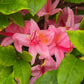 AZALEA `WESTON'S PENNSYLVANIA`