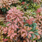 PIERIS JAPONICA `MOUNTAIN FIRE`