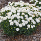 DIANTHUS F.P. `WHIPPED CREAM`