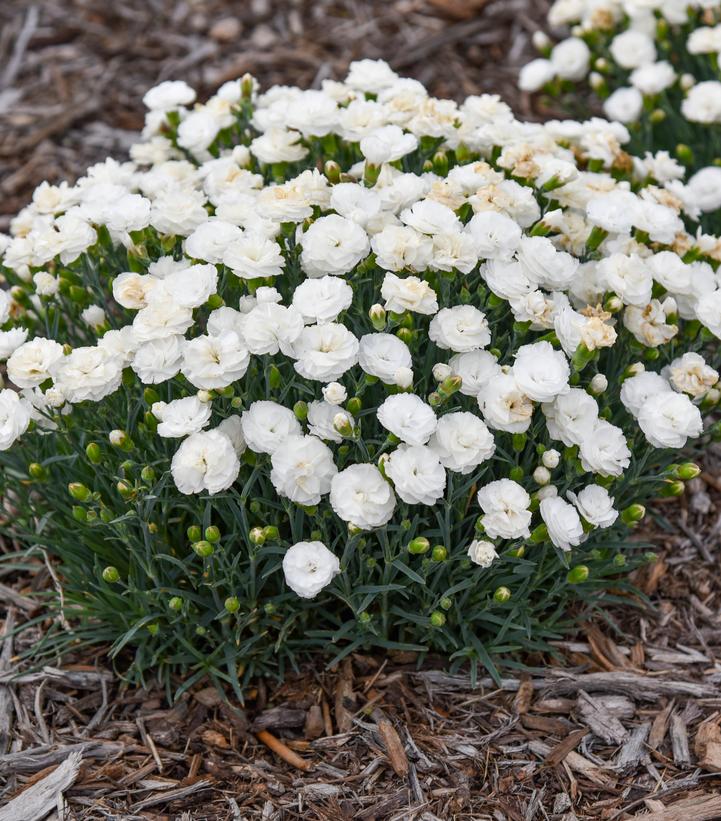 DIANTHUS F.P. `WHIPPED CREAM`