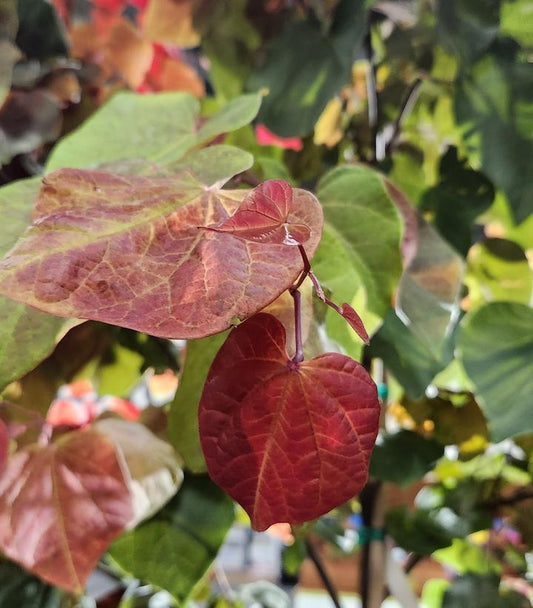 CERCIS CANADENSIS `HEARTS A`FIRE`