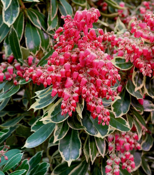 PIERIS JAPONICA `PASSION FROST`