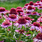ECHINACEA DOUBLE CODED `EVERYTHING'S ROSY`