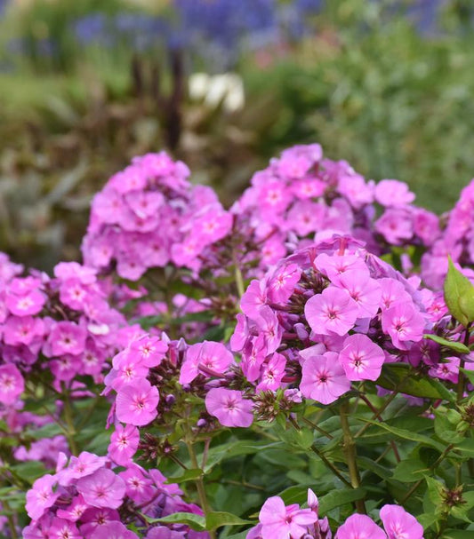 PHLOX LUMINARY `EVENING GLOW`