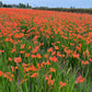 CROCOSMIA `PEACH MELBA`