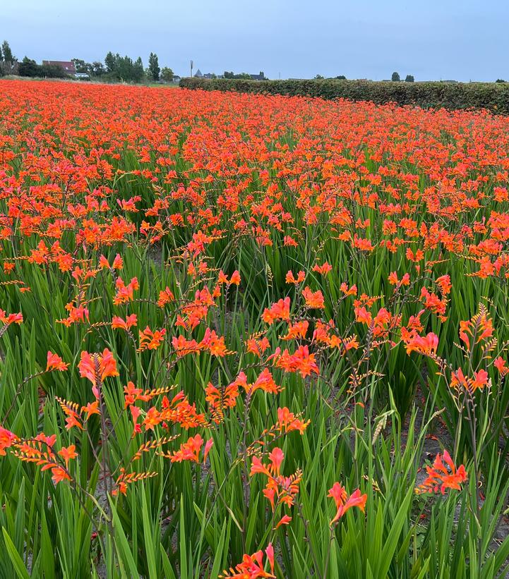 CROCOSMIA `PEACH MELBA`