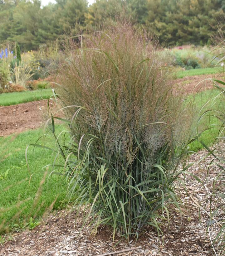 PANICUM PRAIRIE WINDS `OCTOBER SKY`