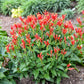 SPIGELIA MARILANDICA `ORANGE SLICES`
