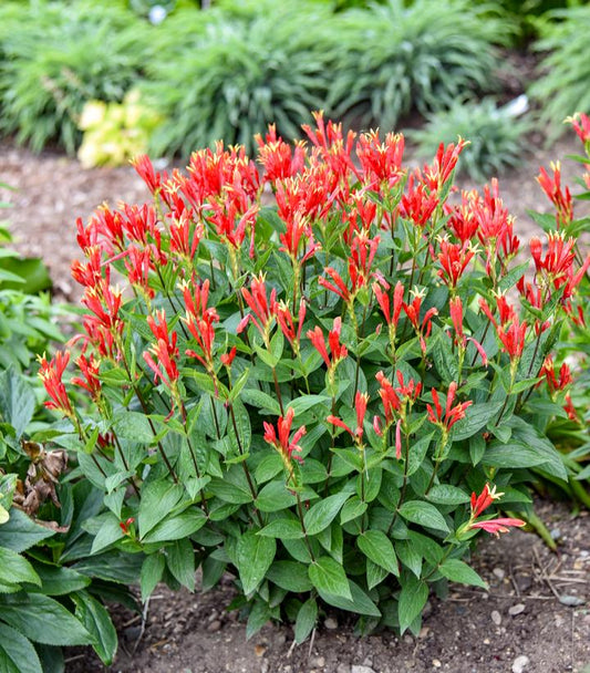 SPIGELIA MARILANDICA `ORANGE SLICES`