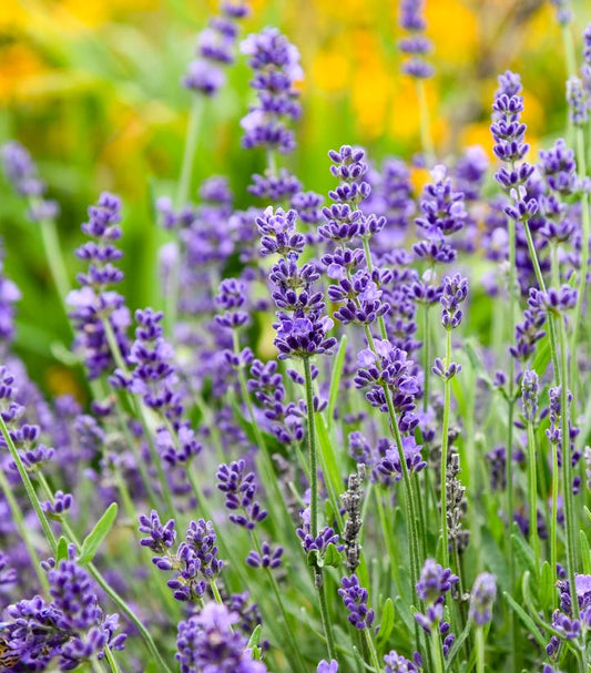 LAVANDULA `SUMMER SERENADE`