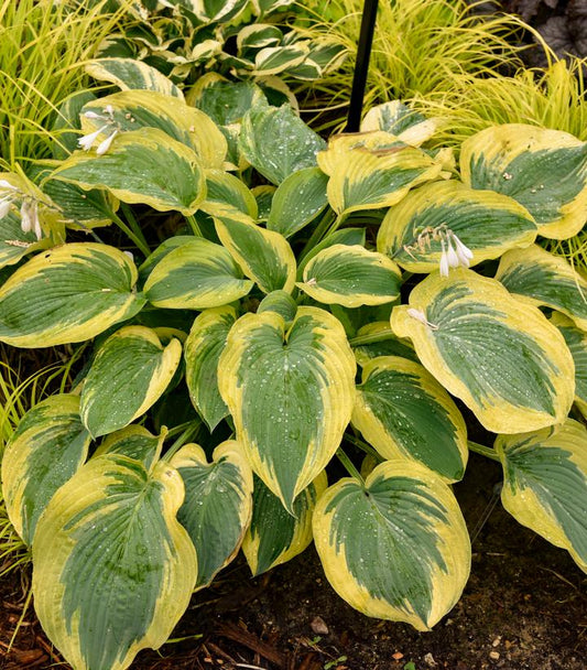 HOSTA SHADOWLAND® `CHANCE ENCOUNTER`-Plantain Lily