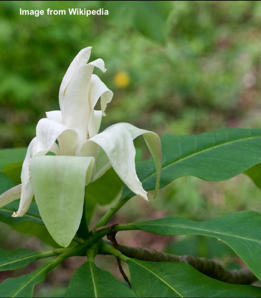 MAGNOLIA TRIPETALA-Magnolia