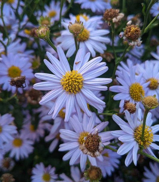 KALIMERIS INCISA `BLUE STAR`