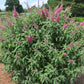 BUDDLEIA DAVIDII `TRIPPY PINK`