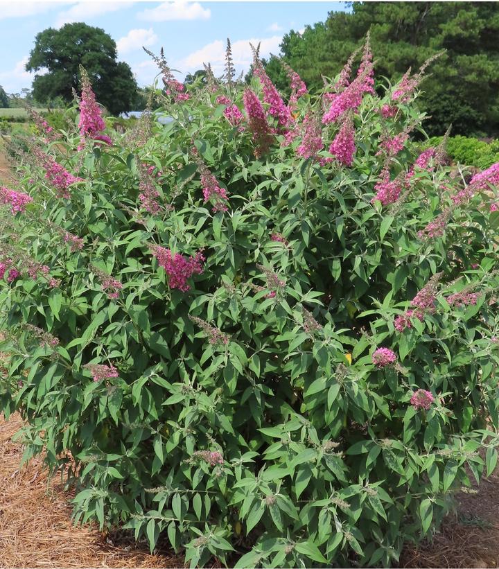 BUDDLEIA DAVIDII `TRIPPY PINK`