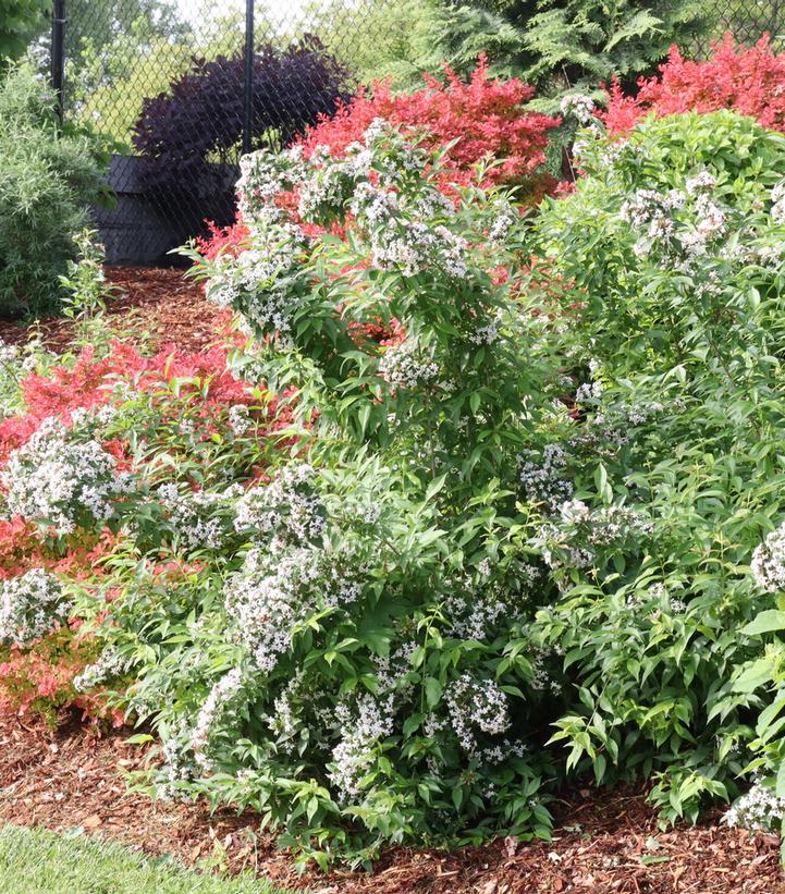 ABELIA `SWEET EMOTION BLAZE`