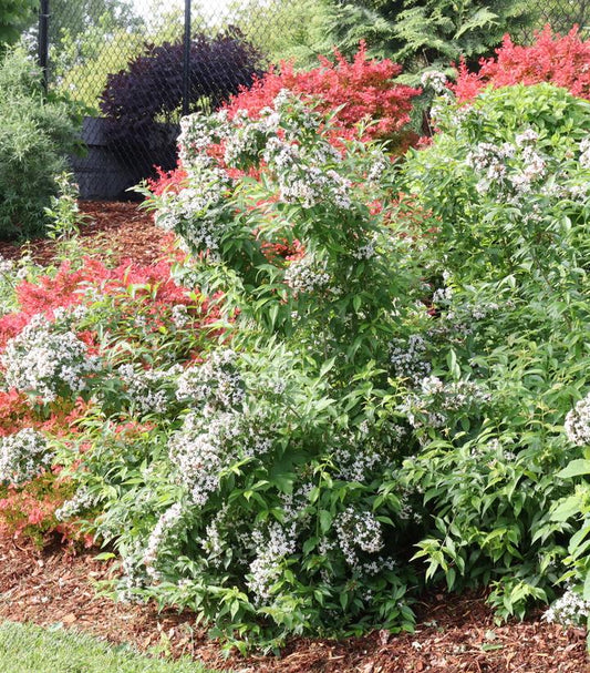 ABELIA `SWEET EMOTION BLAZE`