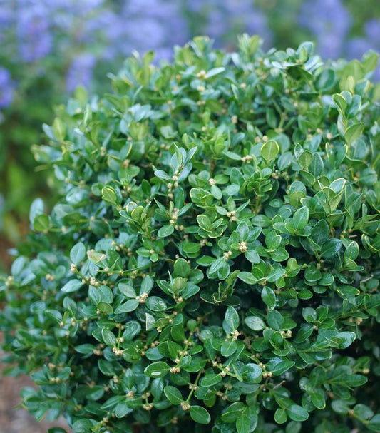 BUXUS MICRO. `NEATBALL`