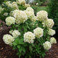 HYDRANGEA PAN. `POWERBALL`
